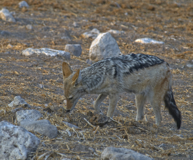 Okaukuejo, Jackal